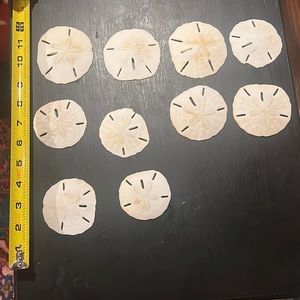 Large Sanddollars